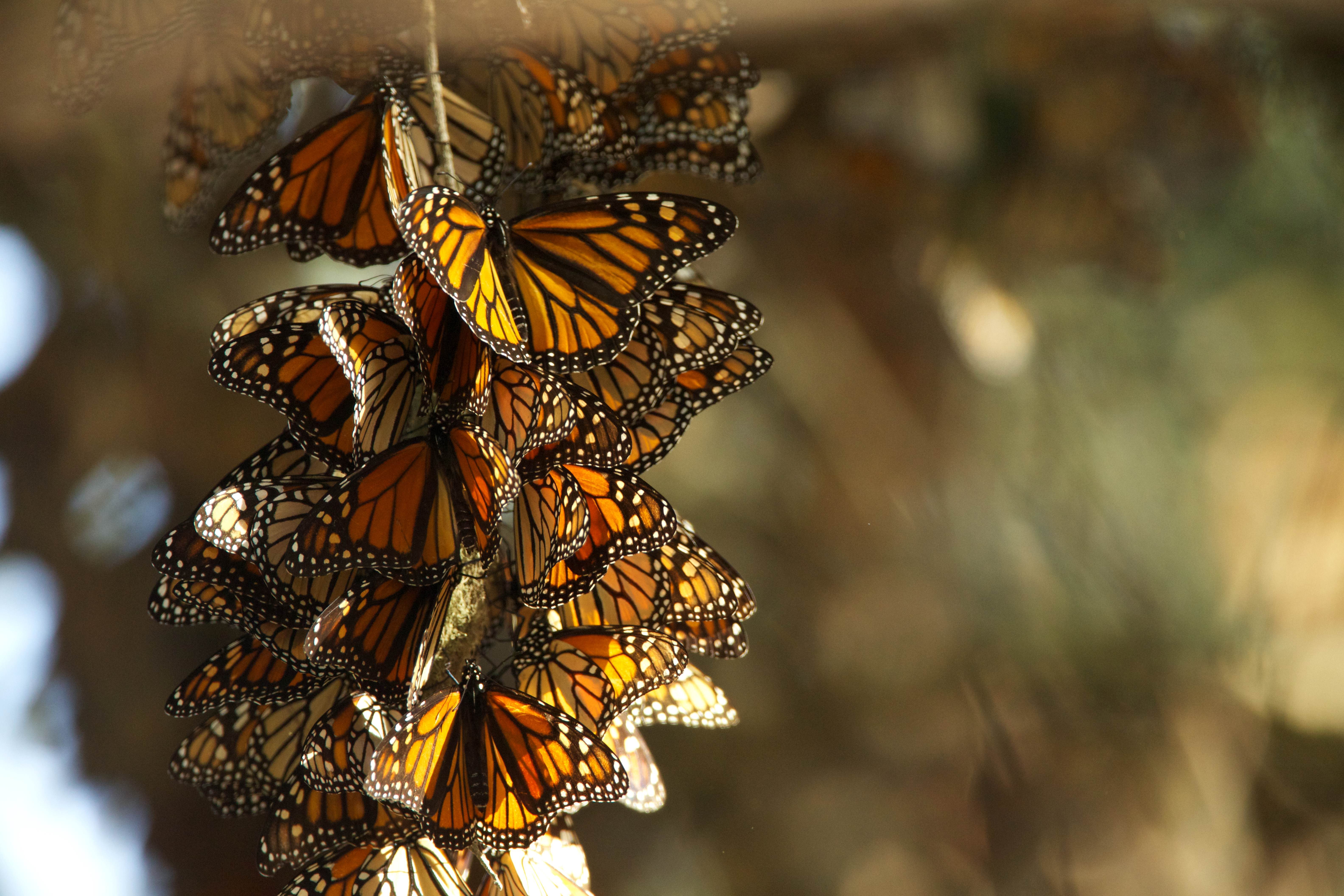 Monarch Cluster