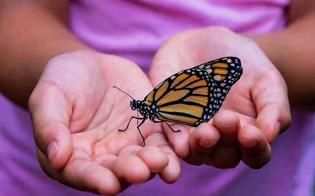 Monarch Butterfly in Nature