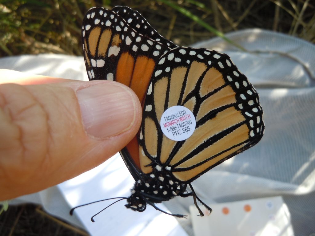 Monarch Conservation